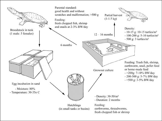 Production cycle of Trionyx sinensis