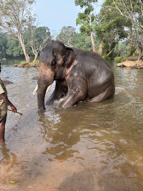 Wet mid size elephant half submerged in river with trees in background