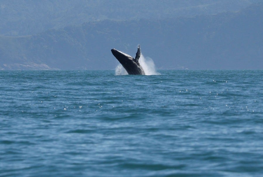 A humpback whale breaches in the distance.