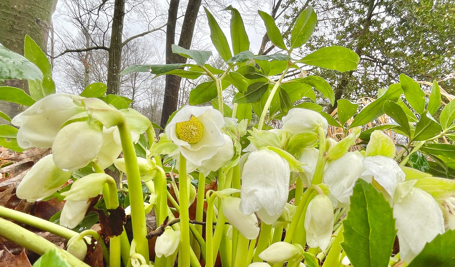 Helleborus niger ‘Josef Lemper’ seen on New Year’s Day and now under snow.