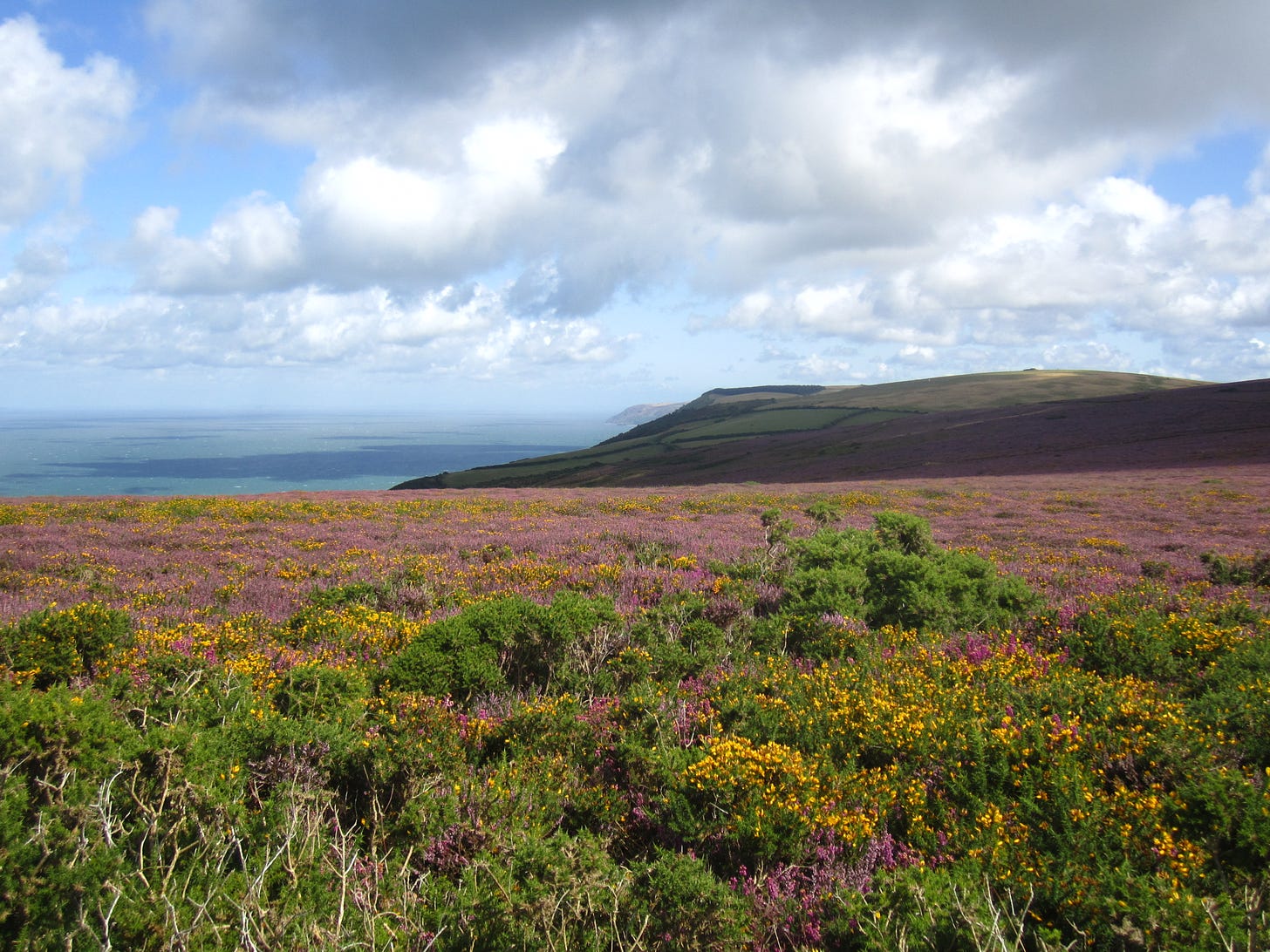 Rolling moors in full bloom with the sea in the distance