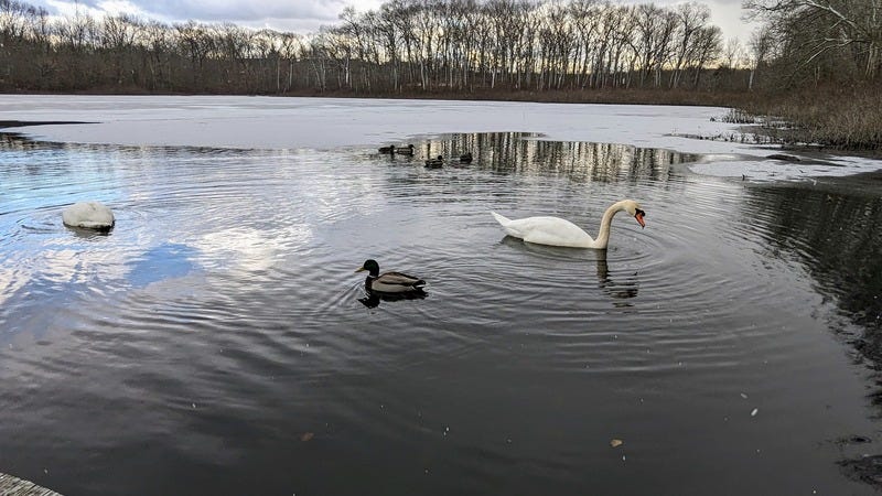 Ducks and two swans float on a pond with ice nearby and clouds reflected