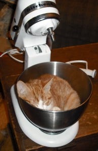 Kitchenaid Cat