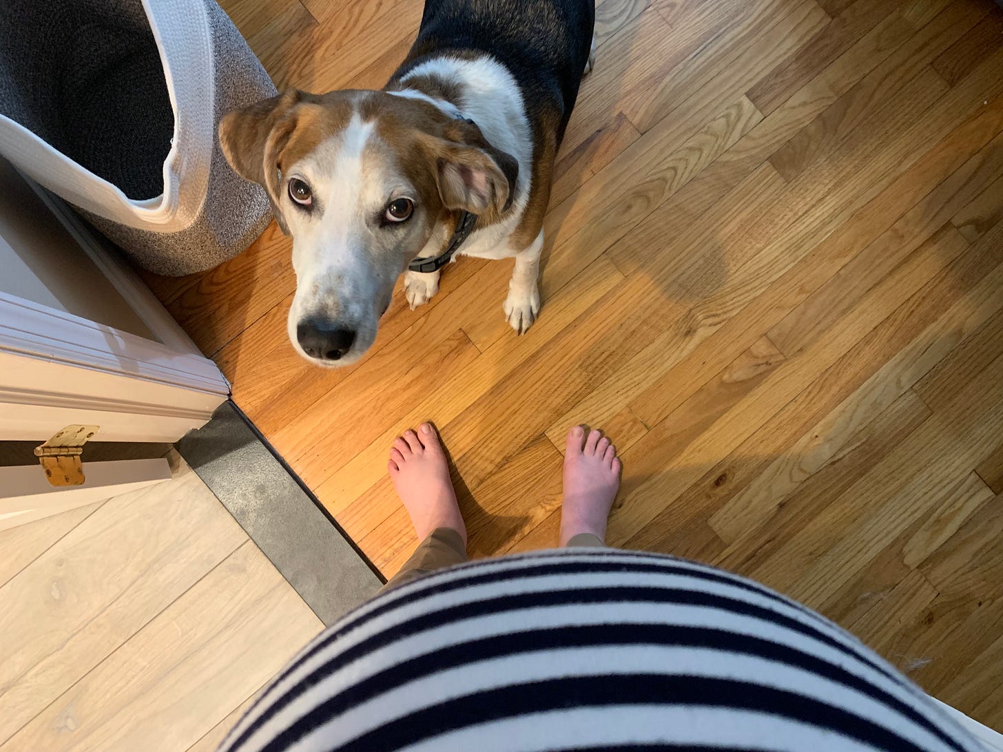 A white, brown and black American Foxhound stands on a hardwood floor looking up at a pregnant woman, whose belly, legs and feet are in frame. 