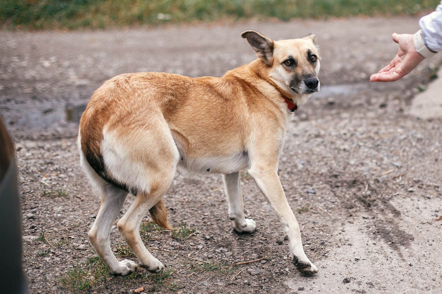 Tan larger dog with tail tucked, ears back, clearly afraid and a persons hand out trying to reach towards the frightened dog