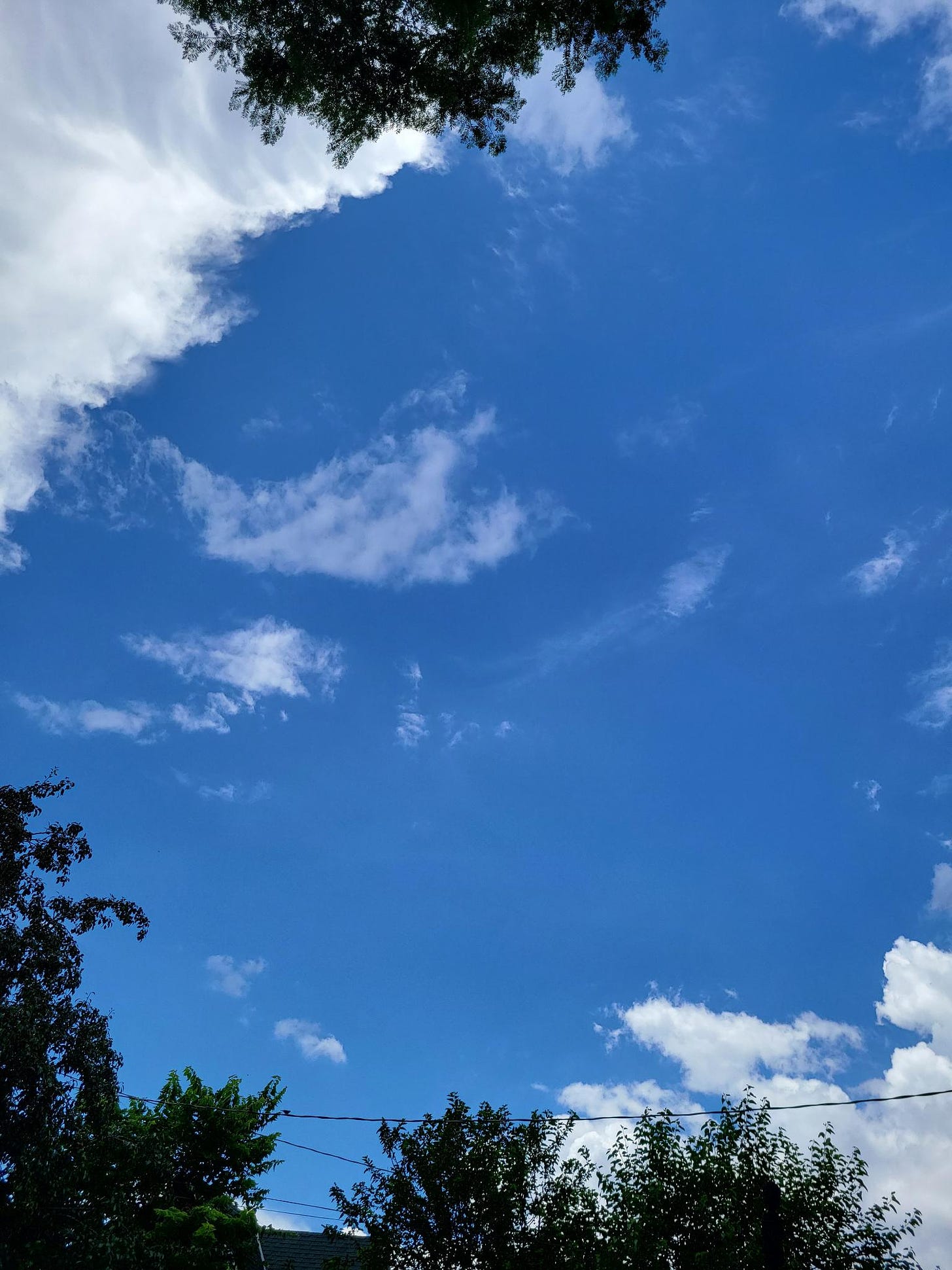 A blue sky with white clouds and the edges of green trees on three of the edges of the photo.