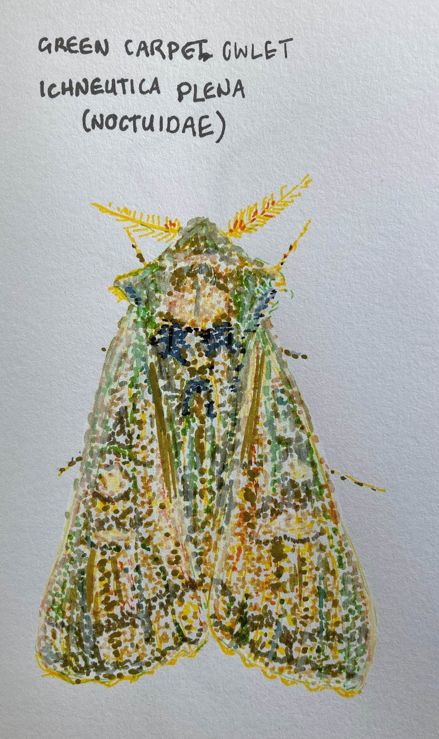 A felt pen drawing of a moth with yellow, feathered antennae, a green head and wings which are mostly yellow with some yellow and brown. Drawn in dots to try and capture the amazing texture of the moth but I haven't come close to doing it justice.