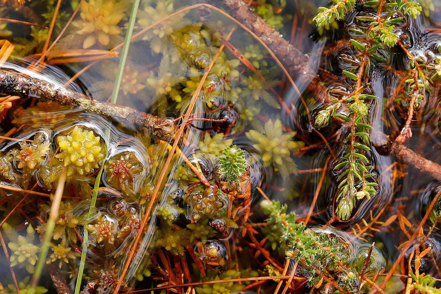 Sphagnum mosses, leaves and fallen branches in a lowland raised bog