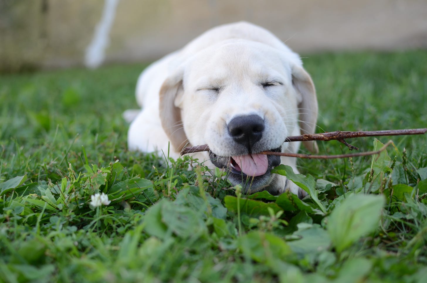 A yellow Labrador retriever lays in the grass and chews on a stick with her tongue out. 