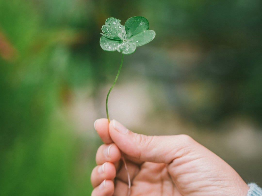 bokeh photography of person holding green leaf