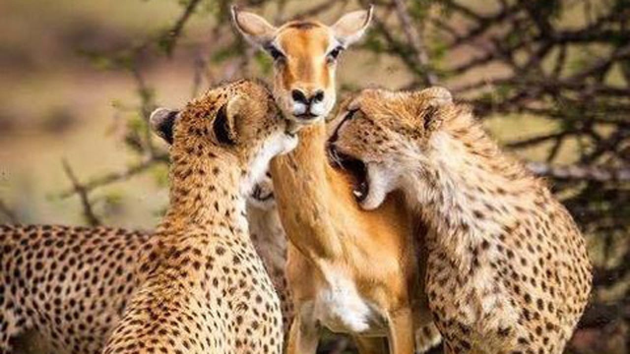 The real story behind the viral photo of cheetahs preying on an impala