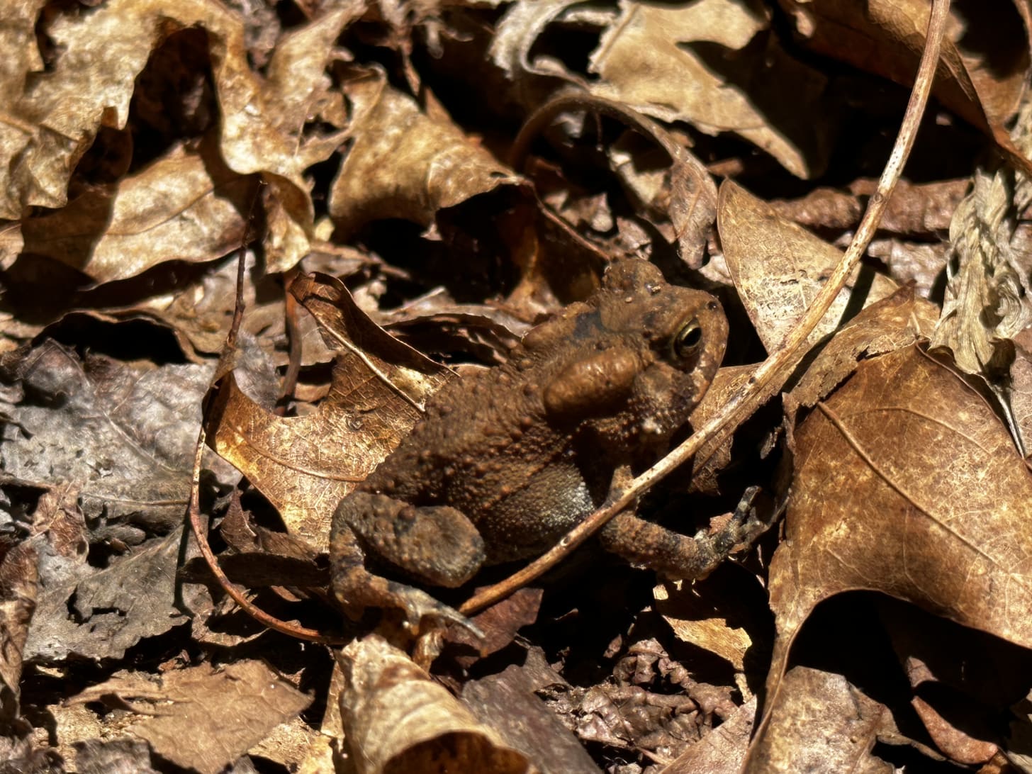 a golden brown wood frog hidden amidst golden brown leaves