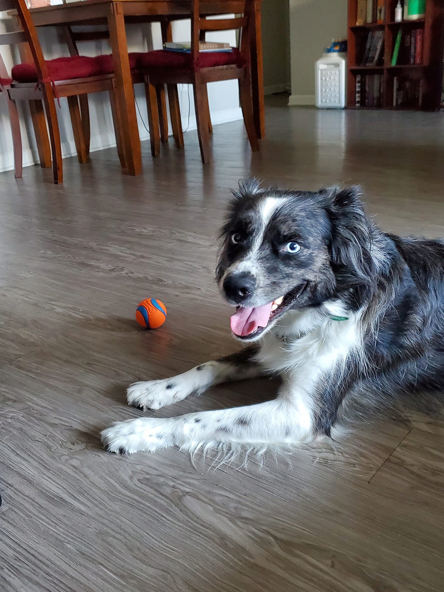 A dog with black and white fur lays on the ground with his mouth open and his eyes wide, as if smiling. A bright orange ball lays at his side.