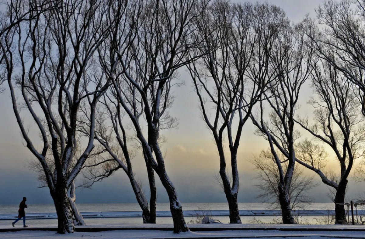 Bare trees, a metaphor?