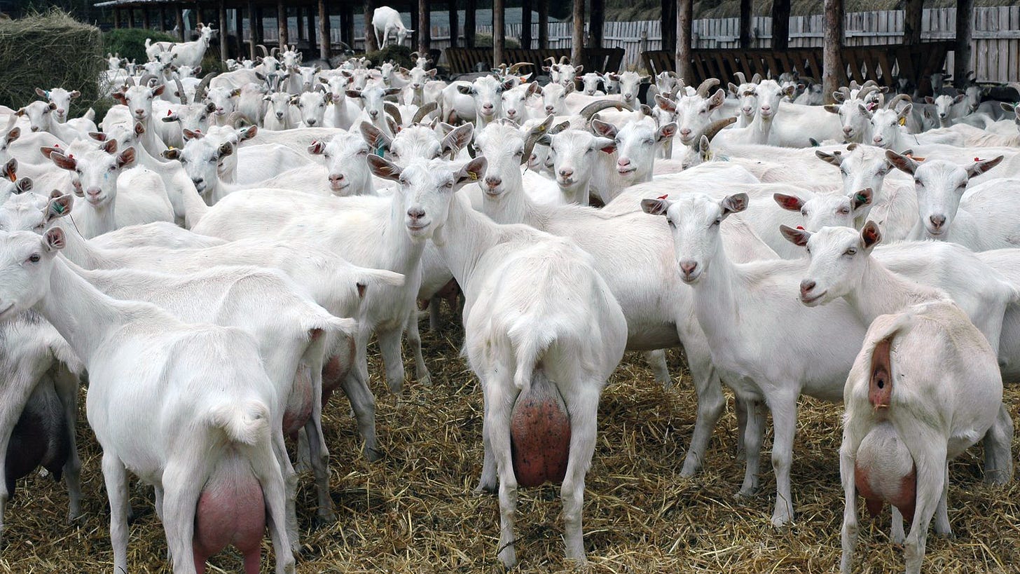 File:Herd of goats Saanen.JPG - Wikimedia Commons