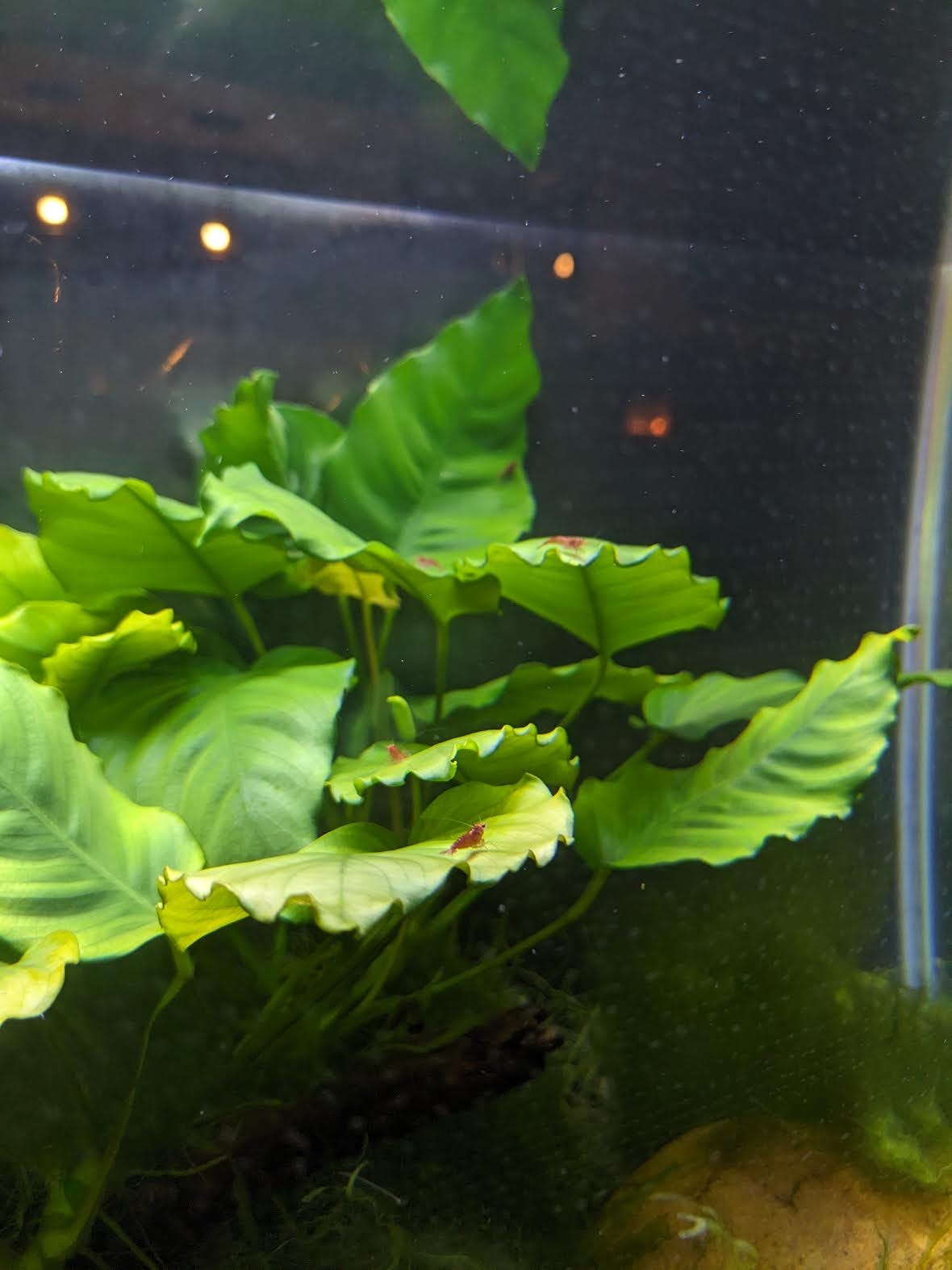Multiple shrimps on multiple leafs.