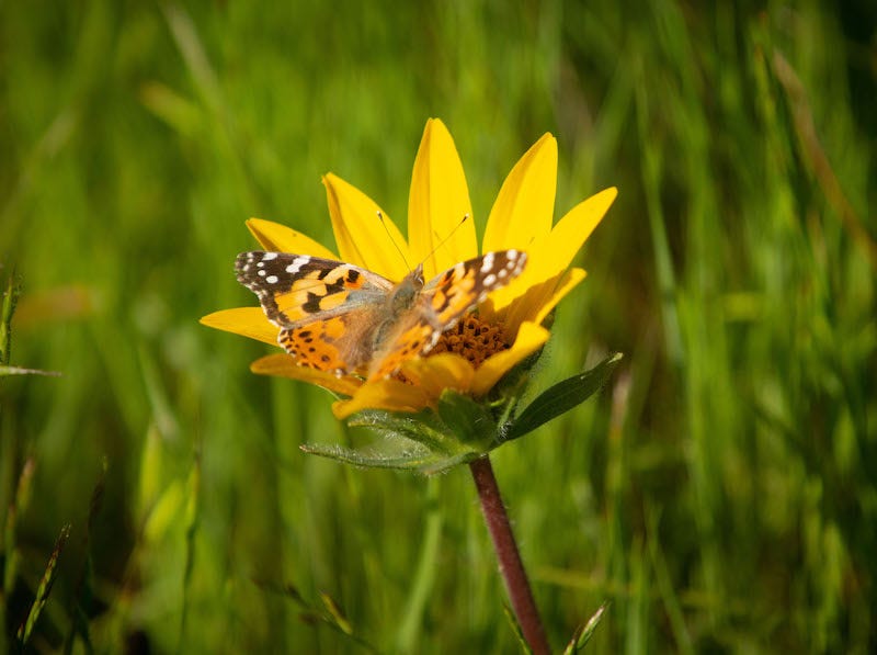 Tolay Lake flower and butterfly