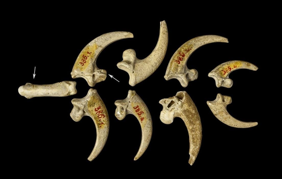 Eight eagle talons and one phalanx, arranged in the shape of a necklace
