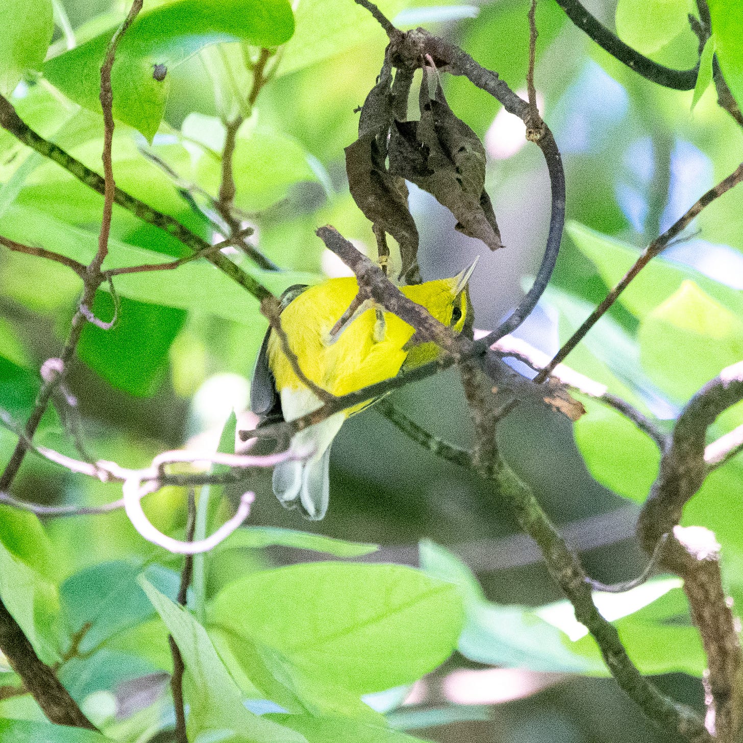 A small bird with a yellow belly and a dark gray eyestripe hangs upside-down under a cluster of dry leaves