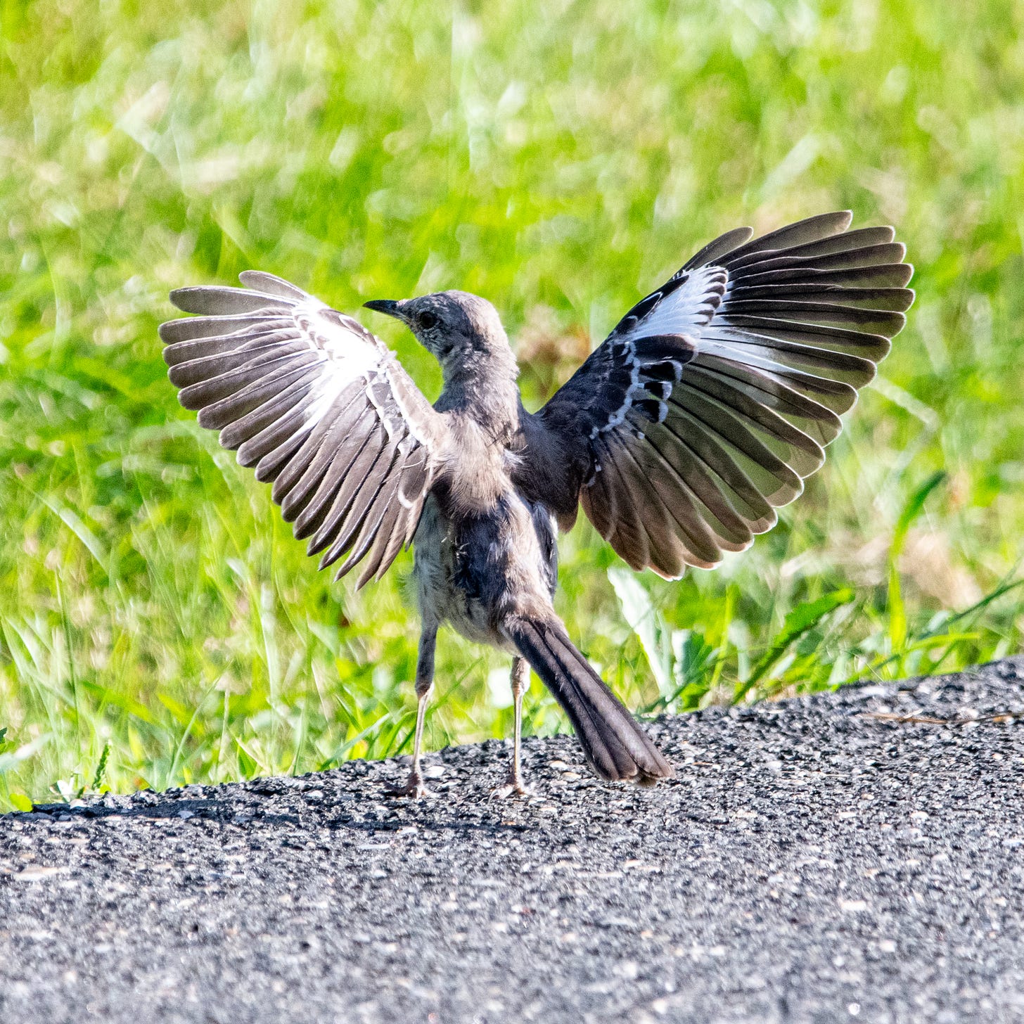 An American mockingbird, standing on a sidewalk, stretches out its wings in a 'flashing' gesture