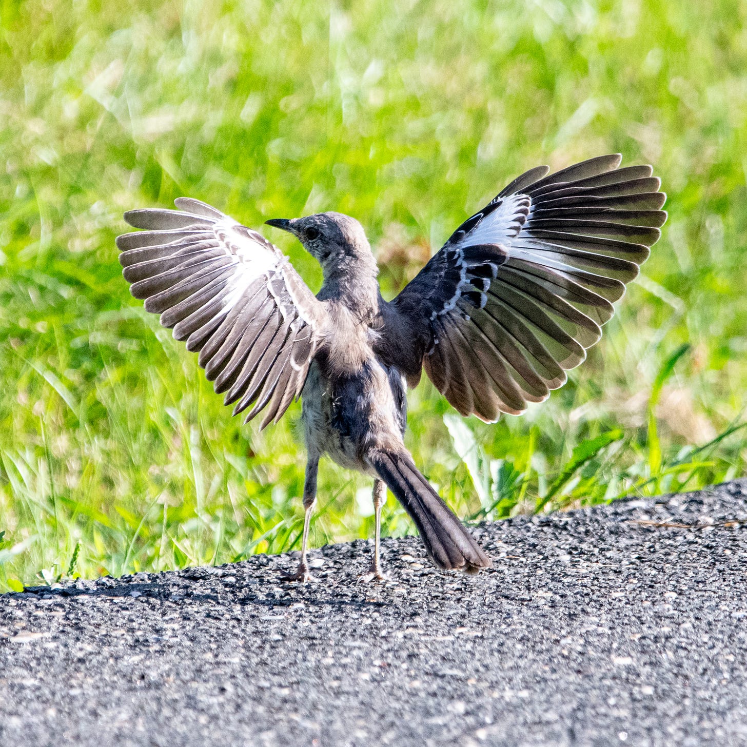 An American mockingbird, standing on a sidewalk, stretches out its wings in a 'flashing' gesture