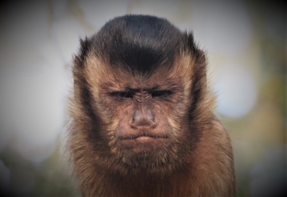 Capuchin Monkeys - Monkeyland Primate Sanctuary, Plettenberg Bay, South  Africa