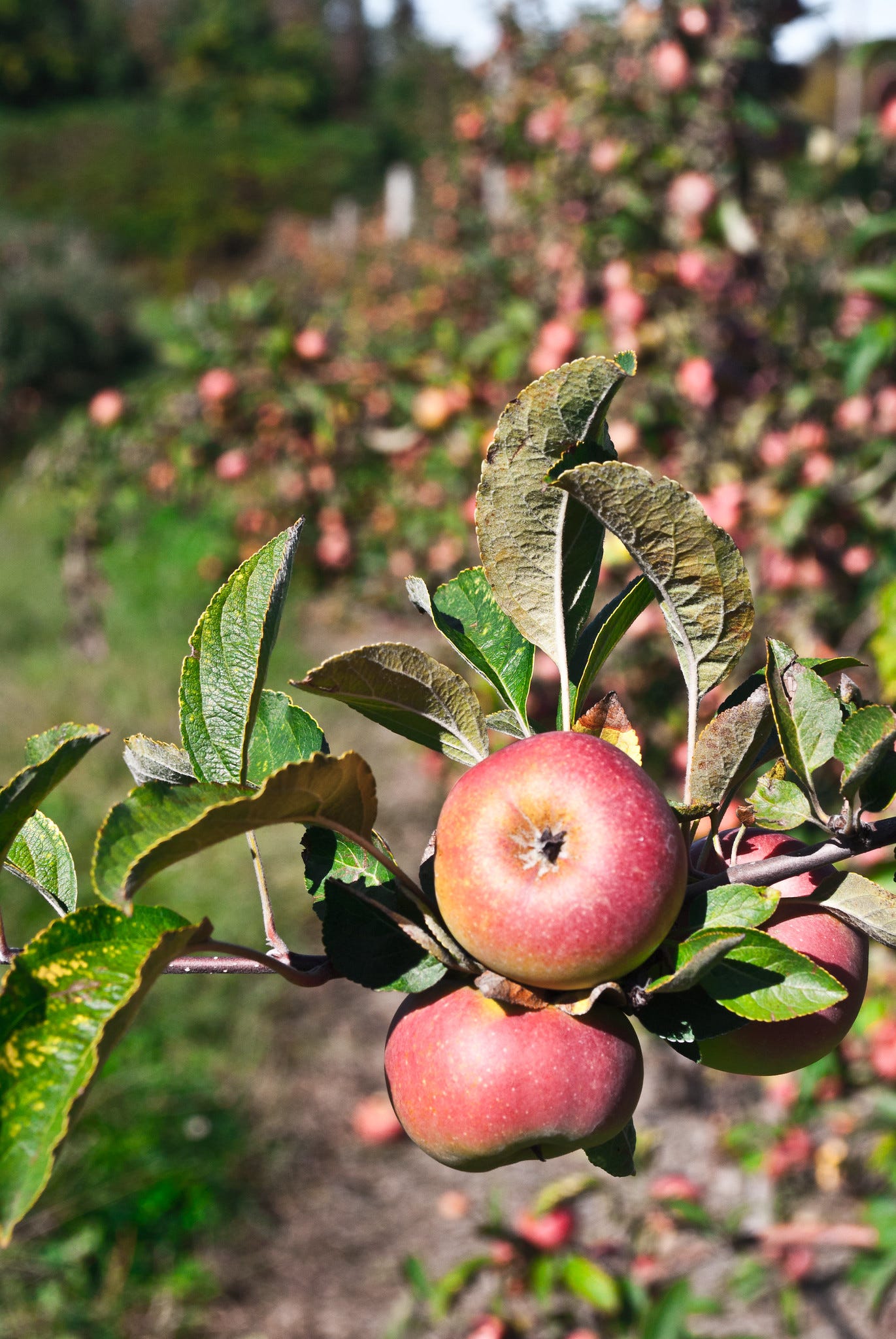 ID: Apple growing on tree in autumn