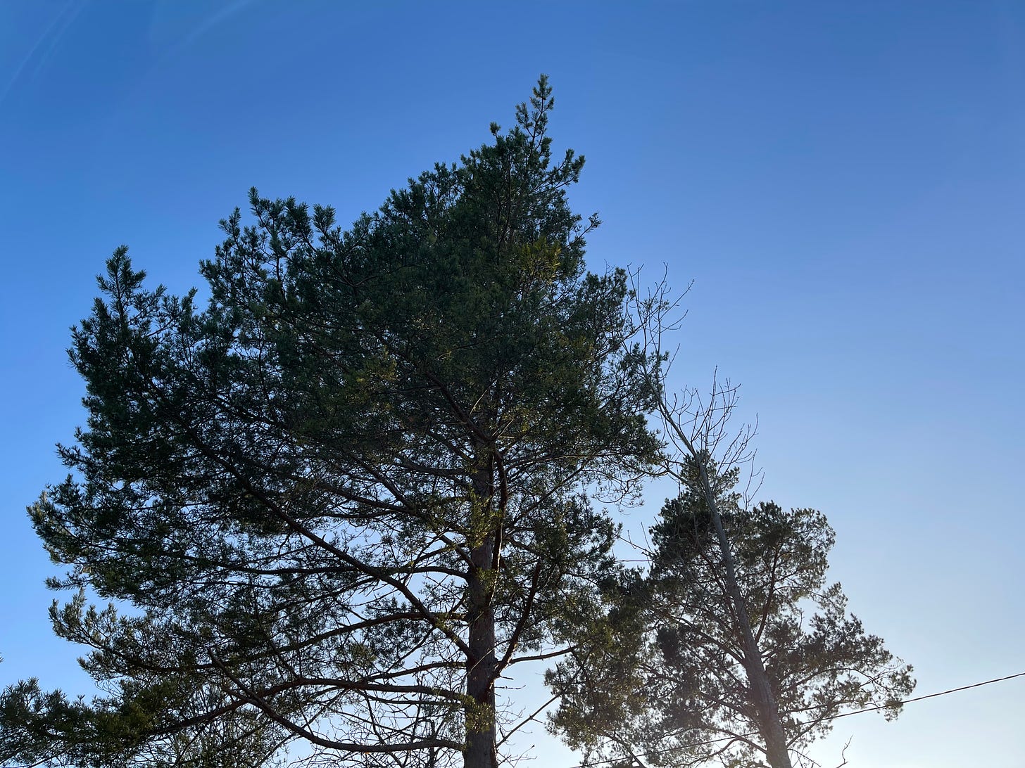 The top half of a pine tree against a blue sky