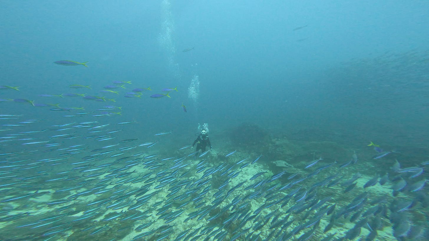 a scuba diver in the background with many small fish in the foreground