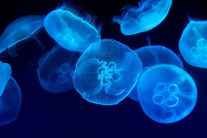 blue moon jellies against a black backdrop