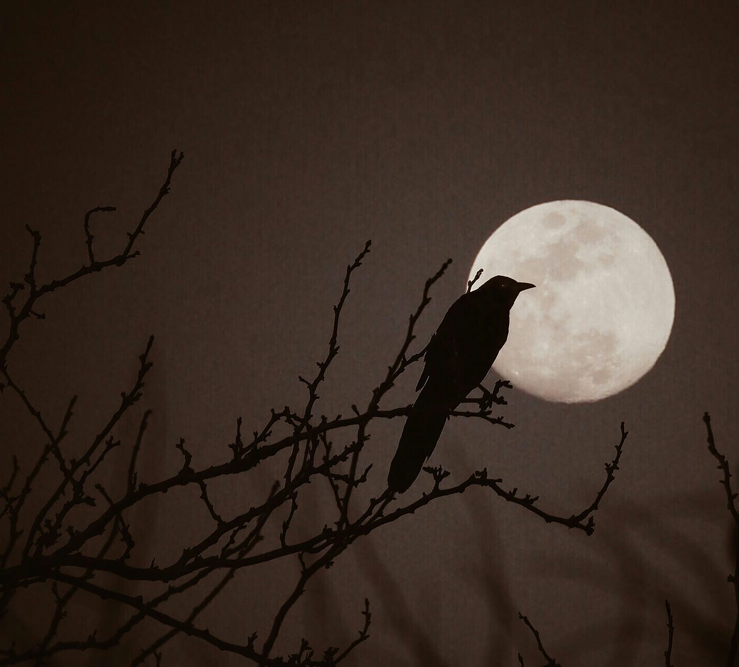 full, white moon with a black grackle in the foreground