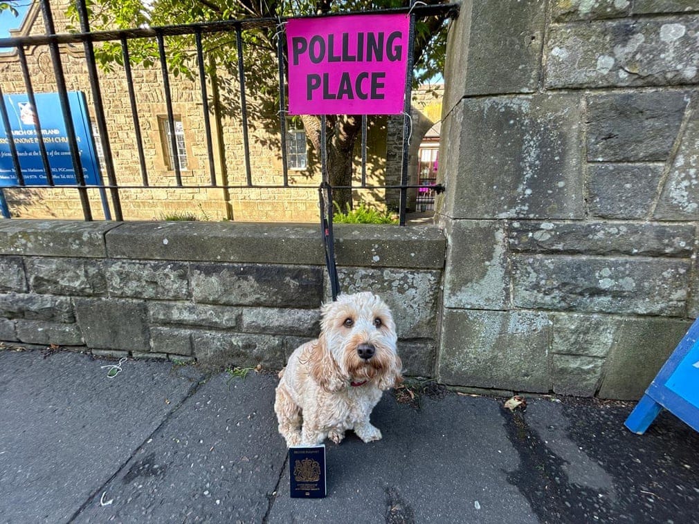 Poppy the cockapoo, Edinburgh West. © Guardian Community