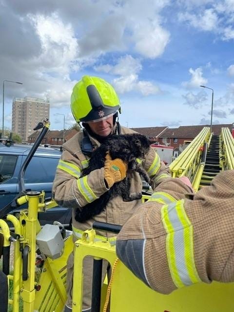 A cat named Oreo fled from the sound of his owner's vacuum cleaner and spent two days stuck in the chimney. Photo courtesy of the London Fire Brigade