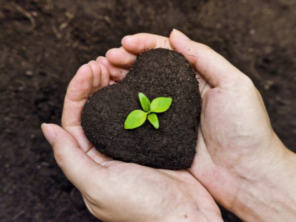 Pair of hands holding a mound of dirt formed into a heart with a plant growing in the center