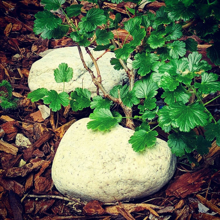 Nurse Rock in front of plant