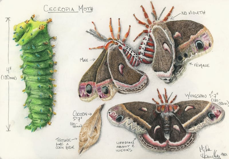 Colored pencil drawing of cecropia moths