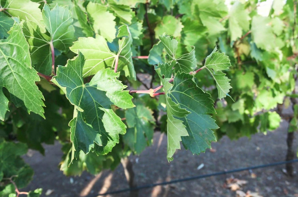 vines in McLaren Vale wine region