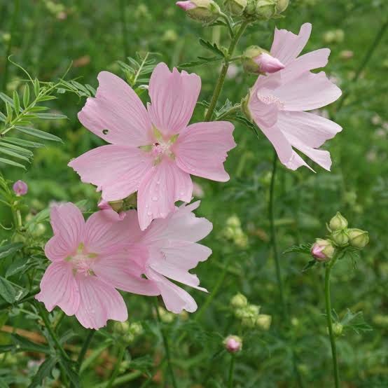 Malva alcea