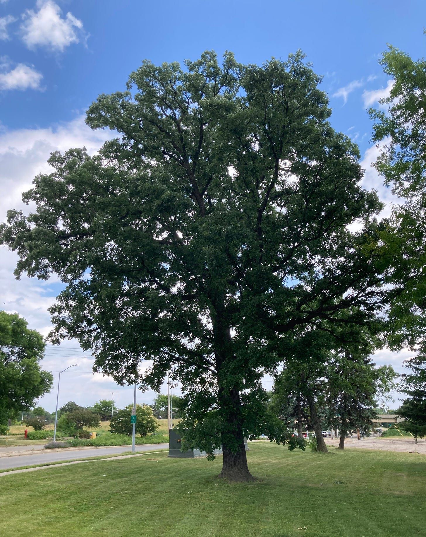 A burr oak standing in a small bit of lawn.