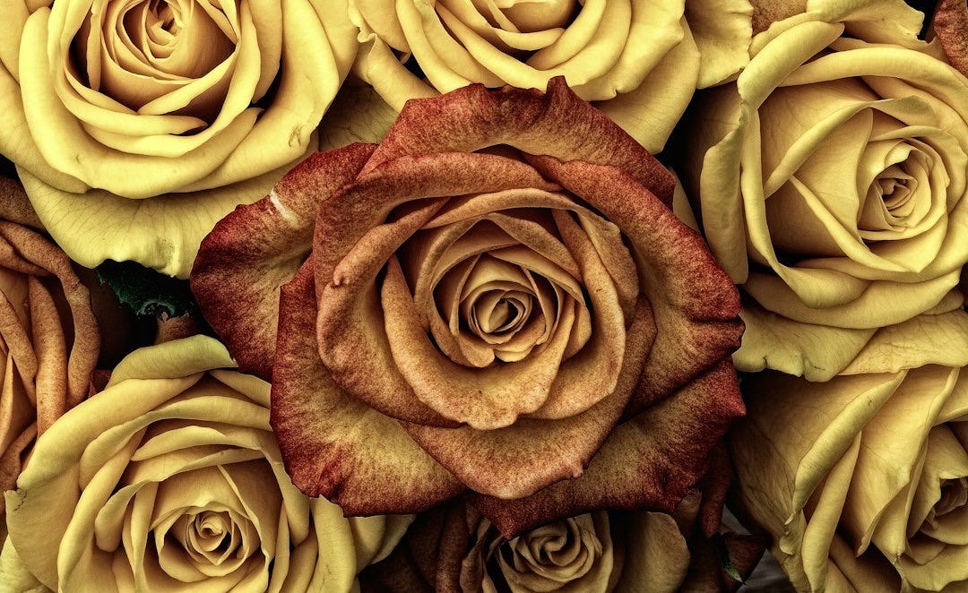 yellow and brown roses