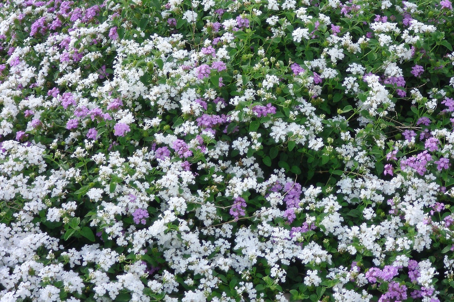 white and purple lantana blooms