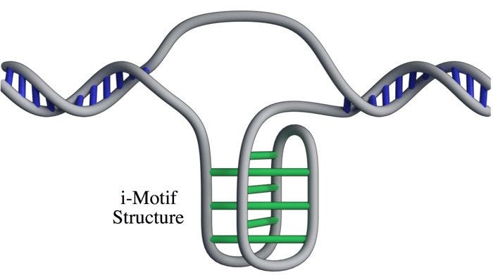 I-Motif DNA Modeli | Bilim Ve Tekno