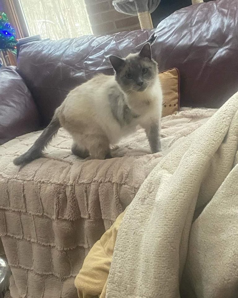 Gray and white 3-legged Siamese cat on a couch
