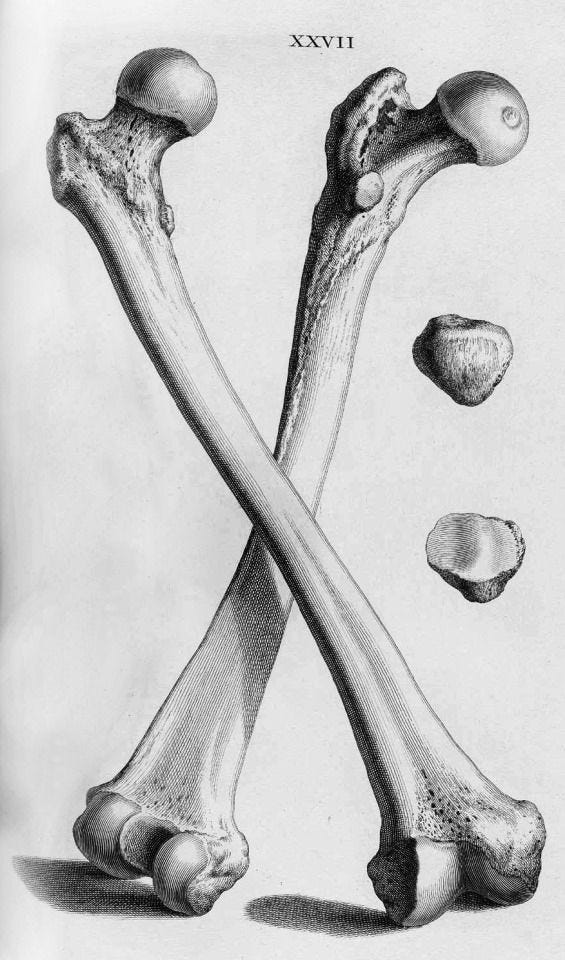 This may contain: two bones are shown in this black and white drawing, with one bone missing from the other