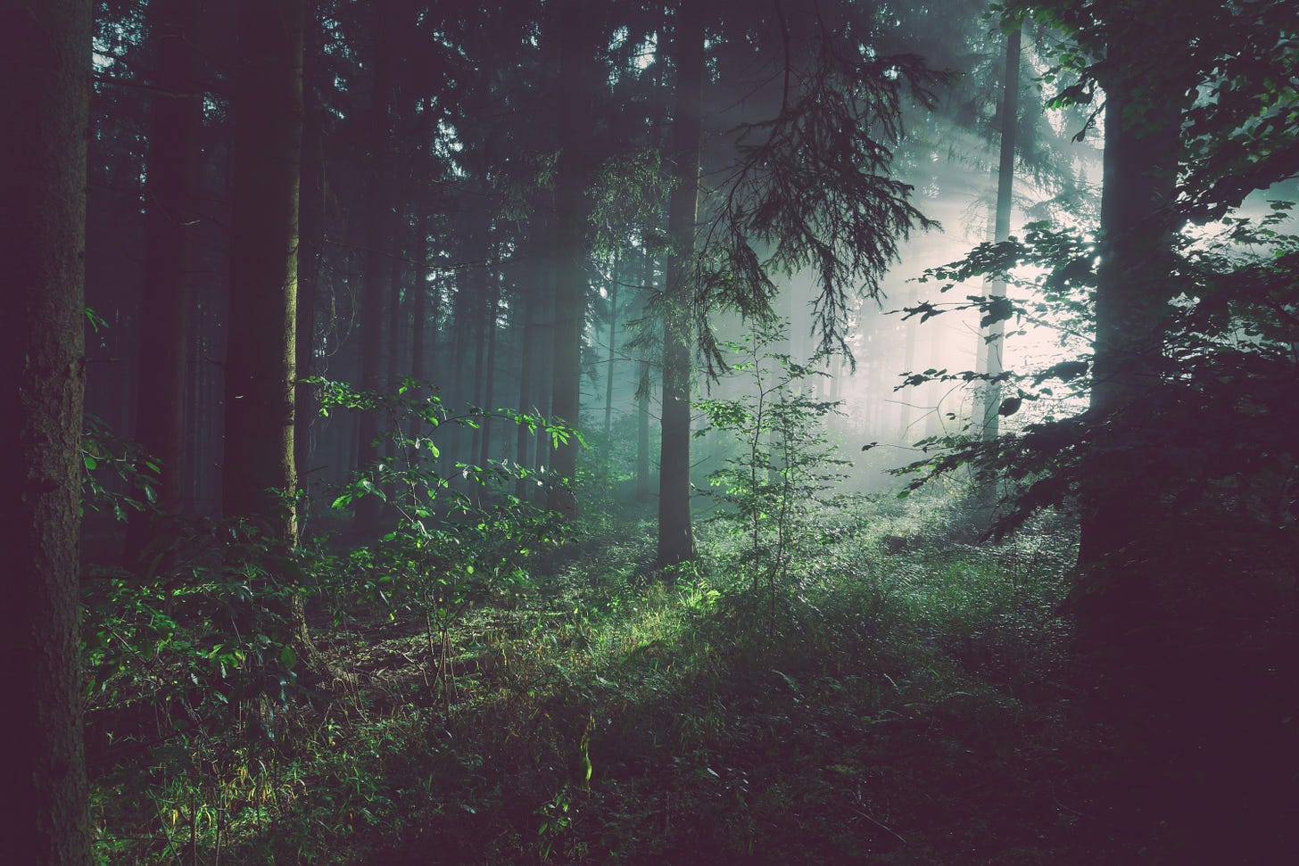 Emerging out of a dense forest into the light. [Credit: Sebastian Unrau on Unsplash]