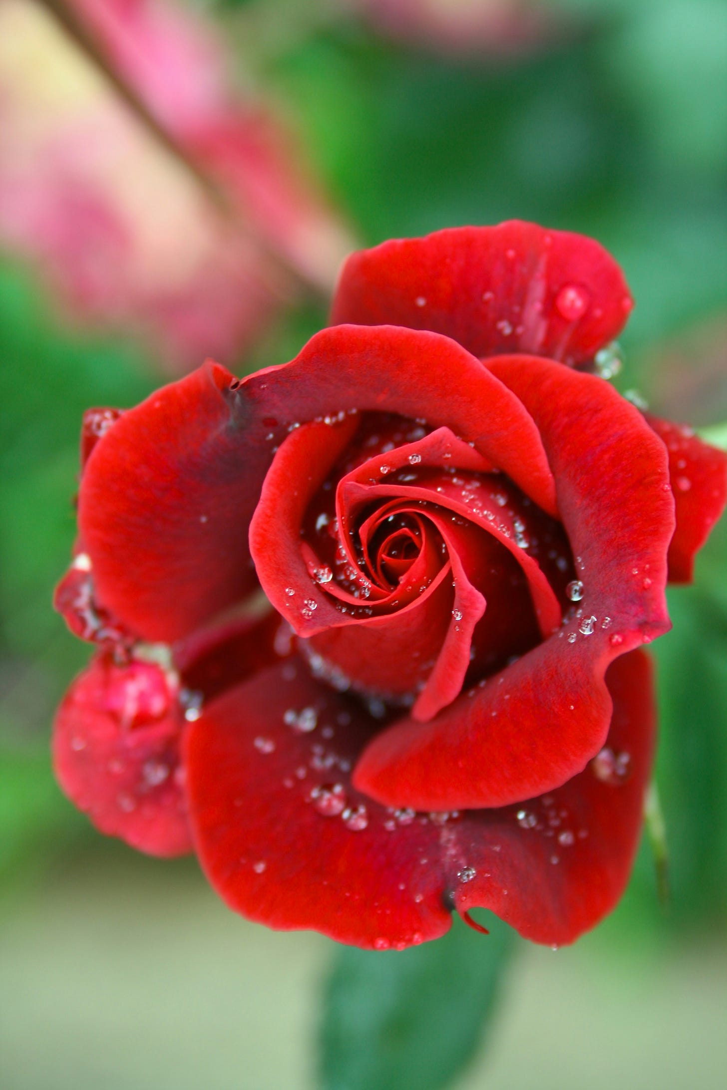 Single red rose with dew and green blurred background