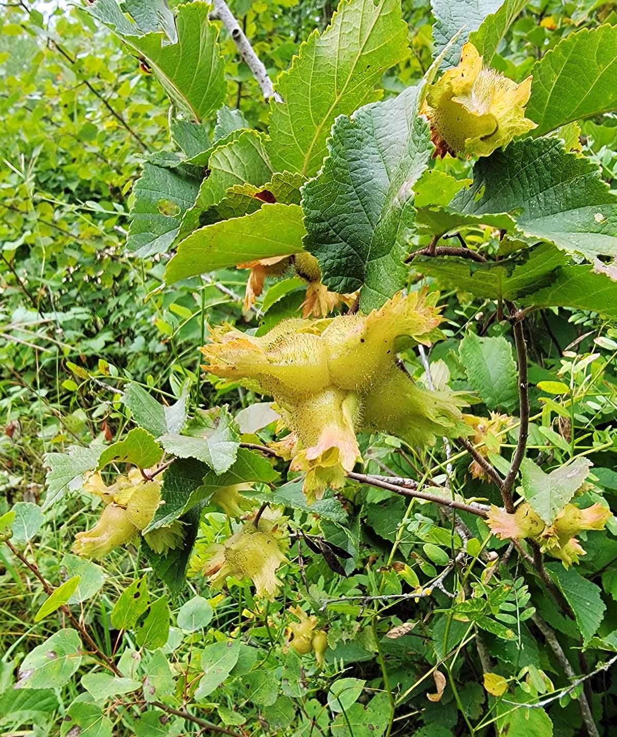 American hazelnuts on the bush.