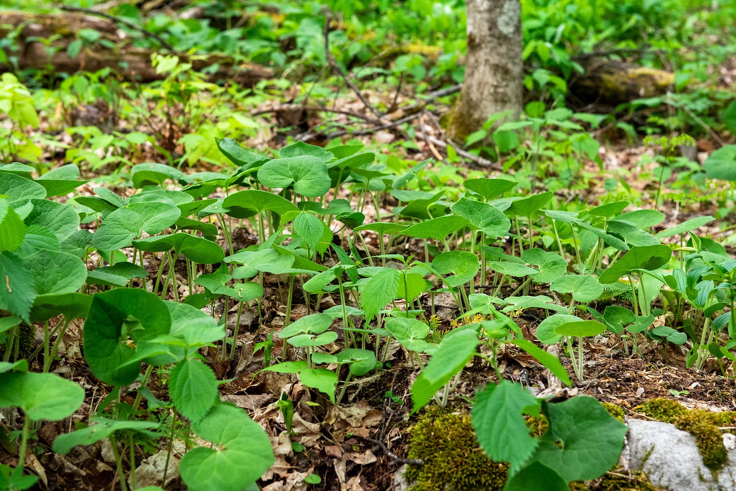 ID: Low view of forest floor showing wild ginger plants.