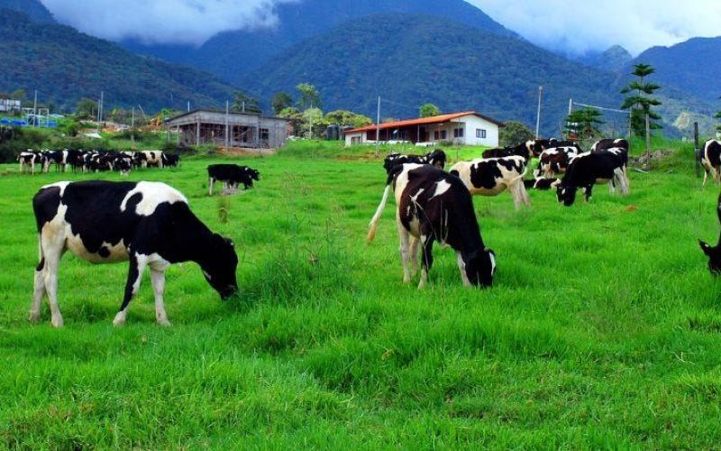 Uruguay's Dairy Farms: Sustainable and World-Class – Uruguay Farms
