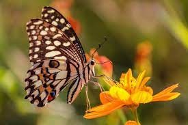 Which Plants Attract Butterflies? How to Support Pollinators at Home